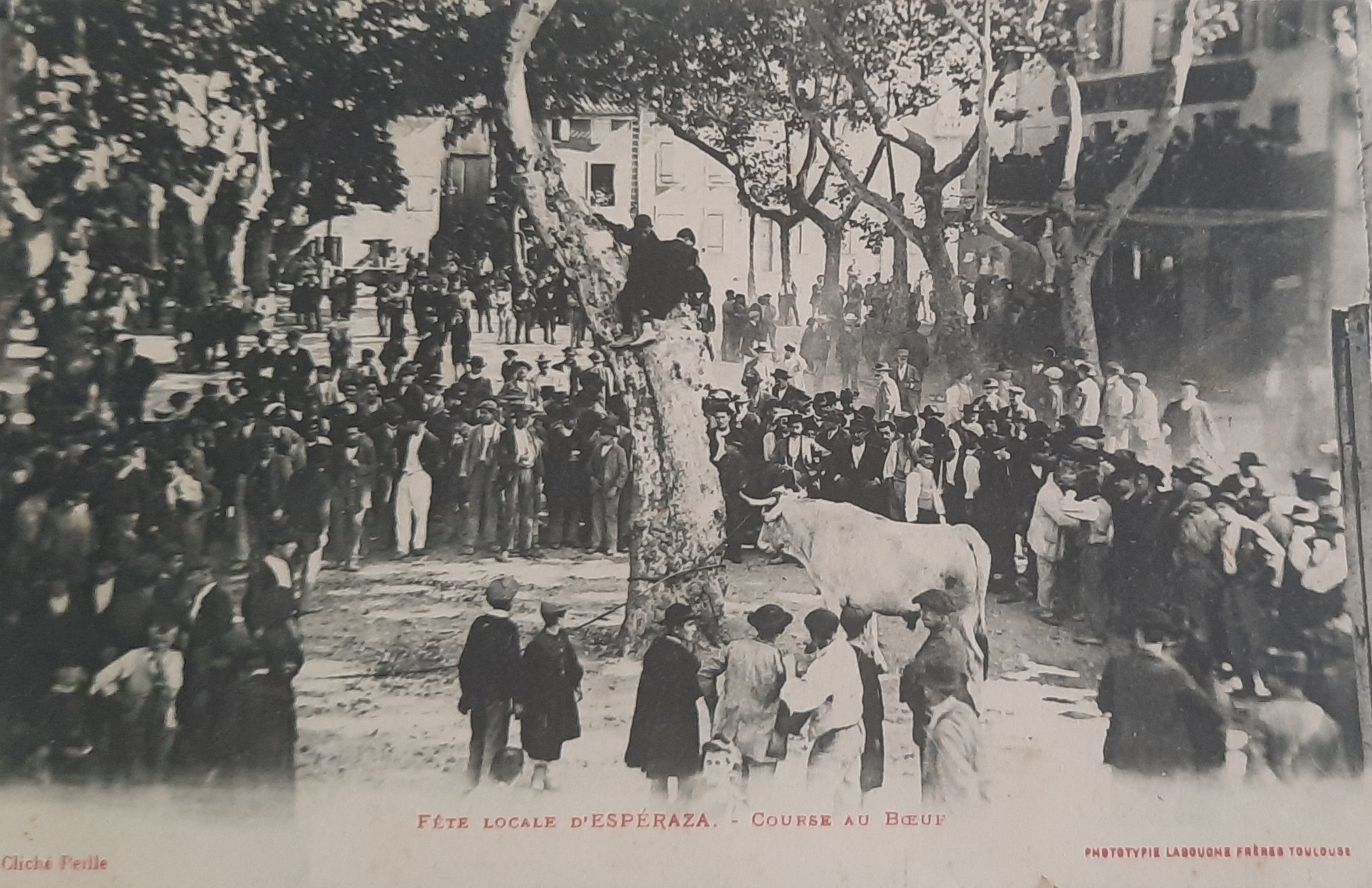 Course boeuf Esperaza 11